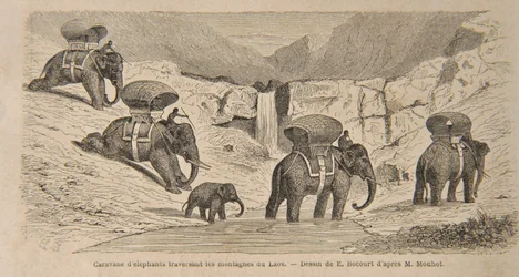 Karawane von Elefanten überquert die Berge von Laos, Druck von E. Bocourt, Illustration aus 